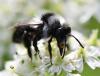 Andrena cineraria